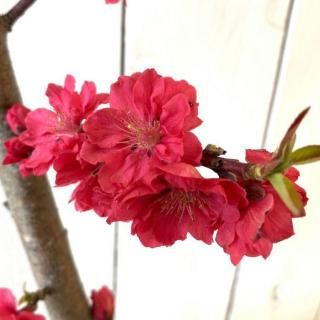   ֡ 12cmݥå ҤȤ Ϥʤ  ϥʥ