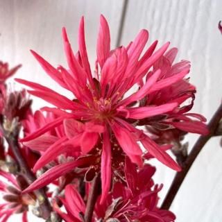   񵸡֡ 12cmݥå ⤭礦ޤ Ϥʤ  ϥʥ