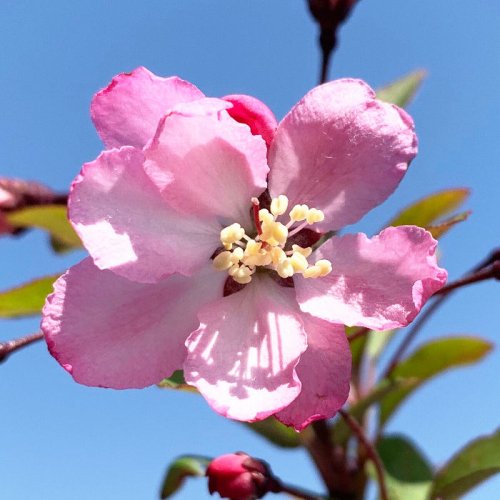 花カイドウ 苗木 花かいどう 12cmポット苗 ハナカイドウ 花海棠 苗-ブルーベリーやクリスマスローズなど苗の通信販売はぐりーんべりぃ