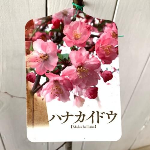 花カイドウ 苗木 花かいどう 13 5cmポット苗 ハナカイドウ 花海棠 苗 ブルーベリーやクリスマスローズなど苗の通信販売はぐりーんべりぃ