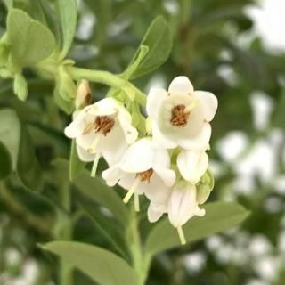 �٥꡼ ���� ��󥴥�٥꡼ 12cm�ݥå��� ������� �٥꡼ ��