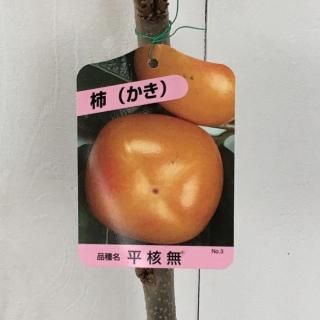 ³  ʿ̵ 12cmݥå Ҥ餿ͤʤ   