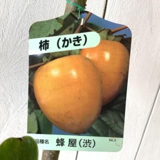 ³  ˪ 12cmݥå Ϥ   