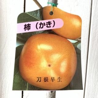 ³  Ậ 12cmݥå Ȥͤ碌   