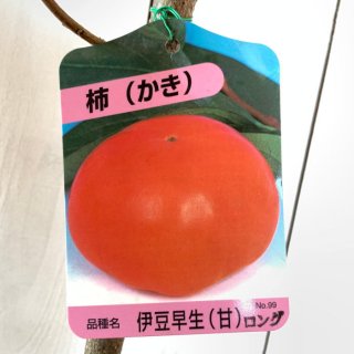 甘柿 苗木 伊豆 12cmロングポット苗 カキ 苗 かき