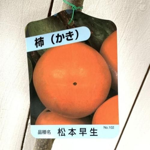 甘柿 苗木 松本早生富有 12cmポット苗 カキ 苗 かき- ブルーベリーや