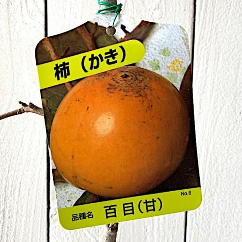 甘柿 苗木 甘百目 12cmポット苗 あまひゃくめ カキ 苗 かき ブルーベリーやクリスマスローズなど苗の通信販売はぐりーんべりぃ 甘柿 苗木 甘百目 12cmポット苗 あまひゃくめ カキ 苗 かき ブルーベリーやクリスマスローズなど苗の通信販売はぐりーんべりぃ