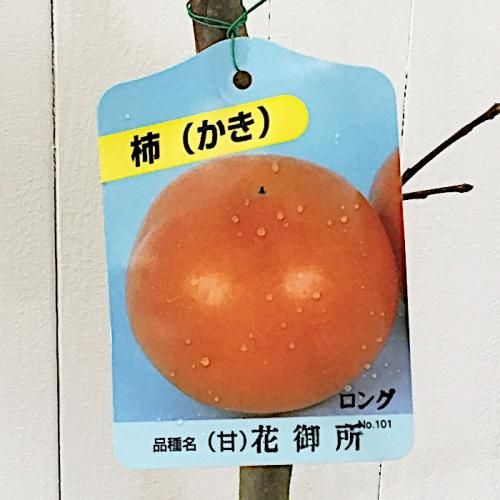 甘柿 苗木 花御所 12cmロングポット苗 はなごしょ カキ 苗 かき ブルーベリーやクリスマスローズなど苗の通信販売はぐりーんべりぃ 甘柿 苗木 花御所 12cmロングポット苗 はなごしょ カキ 苗 かき ブルーベリーやクリスマスローズなど苗の通信販売はぐりーんべりぃ