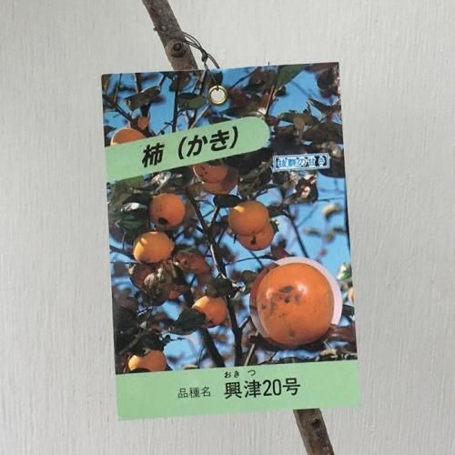 甘柿 苗木 興津20号 12cmポット苗 おきつ20ごう カキ 苗 かき