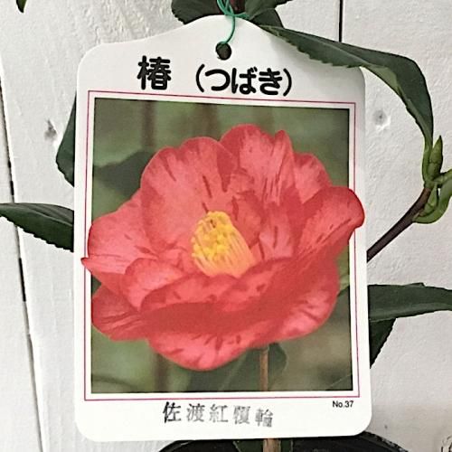 椿 苗木 佐渡紅覆輪椿 13.5cmポット苗 さどべにふくりんつばき