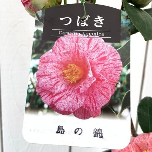 椿ページ 椿 苗木 島の錦椿 13.5cmポット苗 ツバキ 苗 つばき