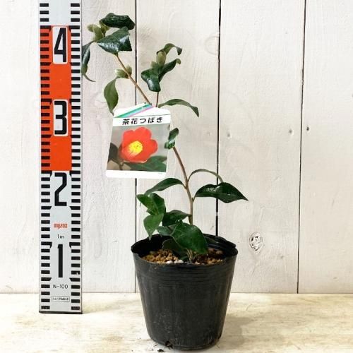 椿 苗木 対馬の娘 13.5cmポット苗 ツバキ 苗 つばき - ブルーベリーや