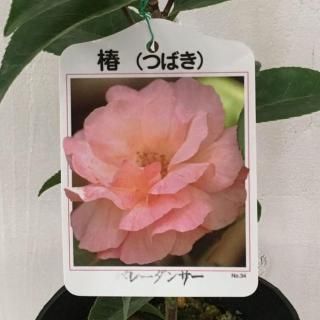 �� ���� �Х쥨���󥵡��� 13.5cm�ݥå��� �Х졼���󥵡� �ĥХ� �� �ĤФ�