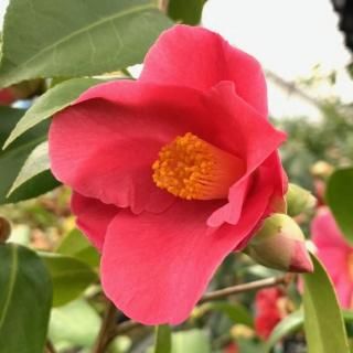 �� ���� �ۤν��� 13.5cm�ݥå��� �����ΤϤĤ��餷 �ĥХ� �� �ĤФ�