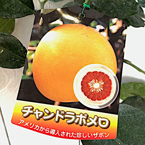 柑橘　果樹苗　チャンドラポメロ