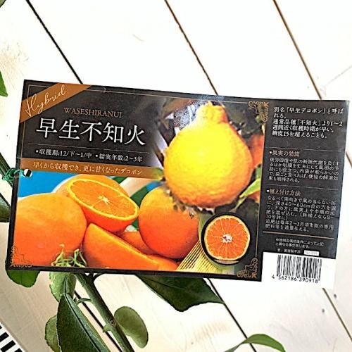 みかん 苗木 不知火 早生 15cmポット苗 しらぬい ミカン 苗 蜜柑 ブルーベリーやクリスマスローズなど苗の通信販売はぐりーんべりぃ みかん 苗木 不知火 早生 15cmポット苗 しらぬい ミカン 苗 蜜柑 ブルーベリーやクリスマスローズなど苗の通信販売はぐりーんべりぃ