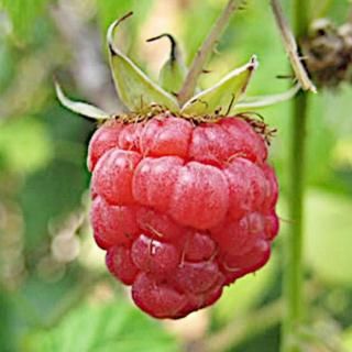 �饺�٥꡼ ���� ����ǥ����󥵥ޡ� 12cm�ݥå��� �饺�٥꡼ ��