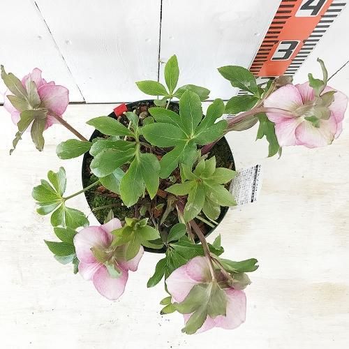 クリスマスローズ 大苗 ダブル スポット アップライト 6～7年生苗 現品