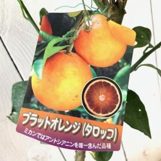 ֥åɥ  å 13.5cmݥå  