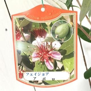 ե祢  ݥ 13.5cmݥå ե祢 