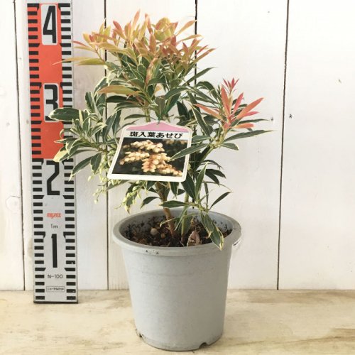 新入荷 鉢植えでぜひ。。天然アセビ。 苗木・植木