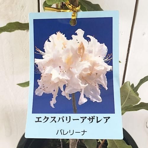 エクスバリーアザレア 苗木 バレリーナ 15cmプラ鉢 アザレア 苗 エクスバリーアザレアなど苗の通信販売はぐりーんべりぃ エクスバリーアザレア 苗木 バレリーナ 15cmプラ鉢 アザレア 苗 エクスバリーアザレアなど苗の通信販売はぐりーんべりぃ