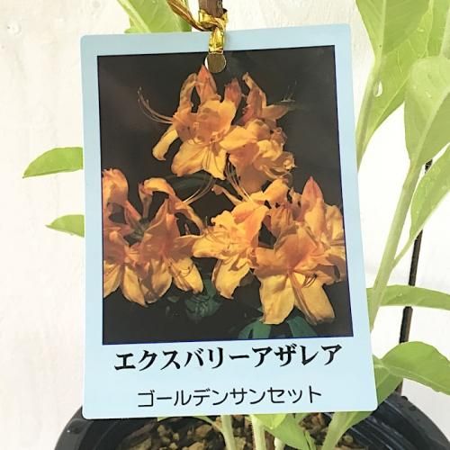 エクスバリーアザレア 苗木 ゴールデンサンセット 15cmプラ鉢 アザレア 苗 エクスバリーアザレアなど苗の通信販売はぐりーんべりぃ エクスバリーアザレア 苗木 ゴールデンサンセット 15cmプラ鉢 アザレア 苗 エクスバリーアザレアなど苗の通信販売はぐりーんべりぃ