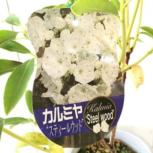 カルミア 苗木 スティールウッド 15cmプラ鉢 カルミア 苗 カルミアやブルーベリーなど苗の通信販売はぐりーんべりぃ カルミア 苗木 スティールウッド 15cmプラ鉢 カルミア 苗 カルミアやブルーベリーなど苗の通信販売はぐりーんべりぃ