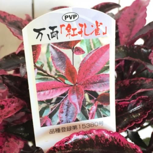 斑入葉マンリョウ 苗木 紅孔雀 15cmグラシアポット苗 まんりょう 苗 万両 マンリョウなど苗の通信販売はぐりーんべりぃ 斑入葉マンリョウ 苗木 紅孔雀 15cmグラシアポット苗 まんりょう 苗 万両 マンリョウなど苗の通信販売はぐりーんべりぃ