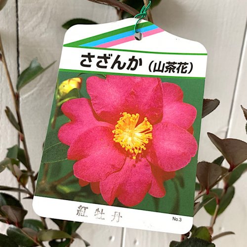 サザンカ 苗木 紅牡丹 12cmポット苗 さざんか 苗 山茶花-サザンカや