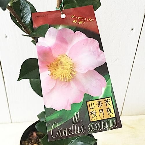 サザンカ 苗木 桜月夜 12cmポット苗 さくらづくよ さざんか 苗 山茶花 サザンカやブルーベリーなど苗の通信販売はぐりーんべりぃ サザンカ 苗木 桜月夜 12cmポット苗 さくらづくよ さざんか 苗 山茶花 サザンカやブルーベリーなど苗の通信販売はぐりーんべりぃ