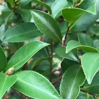 �� ���� ��ε 18cm���饷���ݥå��� �ĥХ� �� �ĤФ�