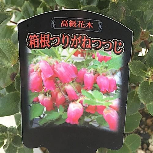 亜熱帯のツツジ 希少 アマミアセビ 実生株 A 花芽付き