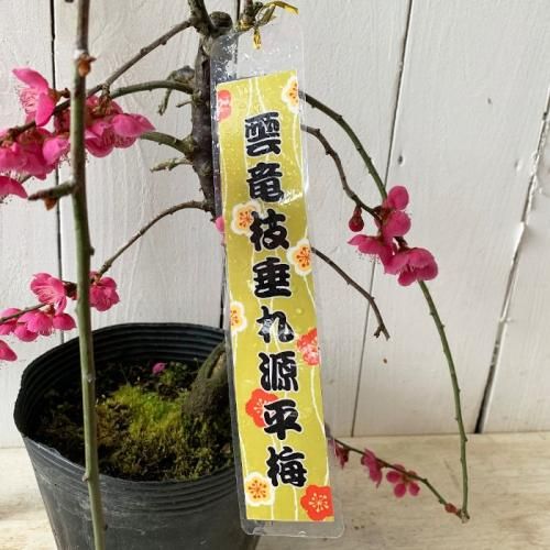 花梅 苗木 雲柳枝垂源平梅 13 5cmポット苗 はなうめ 苗 ハナウメ 花梅やブルーベリーなど苗の通信販売はぐりーんべりぃ 花梅 苗木 雲柳枝垂源平梅 13 5cmポット苗 はなうめ 苗 ハナウメ 花梅やブルーベリーなど苗の通信販売はぐりーんべりぃ