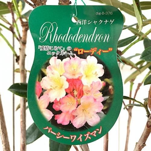 シャクナゲ 苗木 パーシーワイズマン しゃくなげ 苗 石楠花 ブルーベリーやクリスマスローズなど苗の通信販売はぐりーんべりぃ シャクナゲ 苗木 パーシーワイズマン しゃくなげ 苗 石楠花 ブルーベリーやクリスマスローズなど苗の通信販売はぐりーんべりぃ