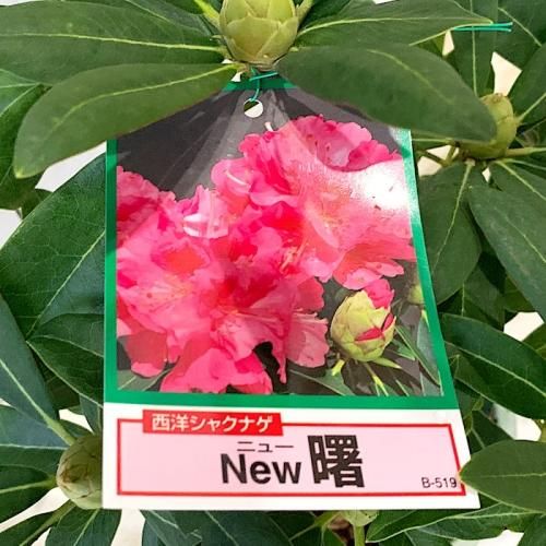 シャクナゲ 苗木 Newあけぼの しゃくなげ 苗 石楠花 ブルーベリーやクリスマスローズなど苗の通信販売はぐりーんべりぃ シャクナゲ 苗木 Newあけぼの しゃくなげ 苗 石楠花 ブルーベリーやクリスマスローズなど苗の通信販売はぐりーんべりぃ