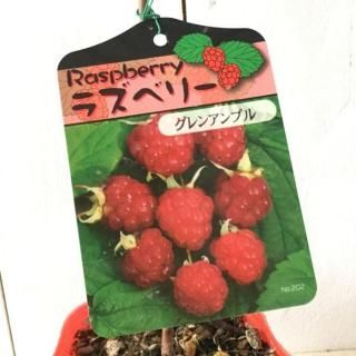 饺٥꡼  󥢥ץ (Ȥʤ) (ּ) 12cmݥå 饺٥꡼ 