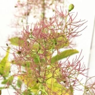 ⡼ĥ꡼  ǥ󥹥ԥå 16.5cmݥå 4ǯ ⡼ĥ꡼ 