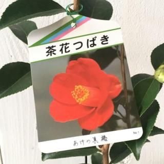 �� ���� �����ο��� 13.5cm�ݥå��� �ĥХ� �� �ĤФ�