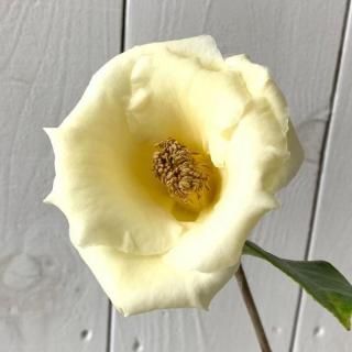 �� ���� ���Τ��� 13.5cm�ݥå��� �ĥХ� �� �ĤФ�