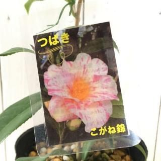 �� ���� �����Ͷ� 13.5cm�ݥå��� �ĥХ� �� �ĤФ�