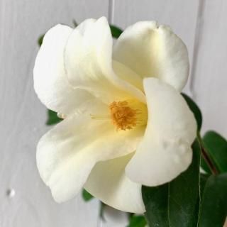 �� ���� �����ͤ�� 13.5cm�ݥå��� �ĥХ� �� �ĤФ�