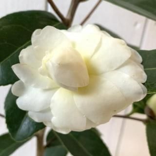 �� ���� �Х����ߥ�� 13.5cm�ݥå��� �ĥХ� �� �ĤФ�