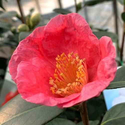 椿 苗木 紅妙蓮寺 13.5cmポット苗 ツバキ 苗 つばき-椿や 椿 苗木 紅妙蓮寺 13.5cmポット苗 ツバキ 苗 つばき-椿や