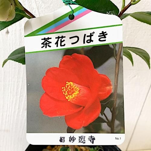椿 苗木 紅妙蓮寺 13.5cmポット苗 ツバキ 苗 つばき-椿や 椿 苗木 紅妙蓮寺 13.5cmポット苗 ツバキ 苗 つばき-椿や