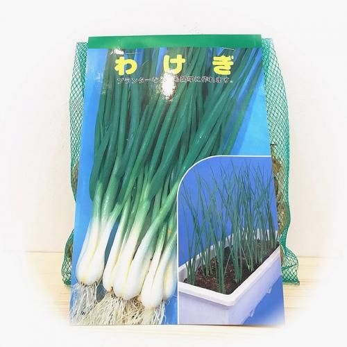 リーズ 開発する 元の わけぎ の 苗 Nts Corporation Jp リーズ 開発する 元の わけぎ の 苗 Nts Corporation Jp