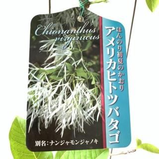 ꥫҥȥĥХ  ꥫҥȥĥХ 16.5cmݥå 6ǯ ꥫҥȥĥХ 