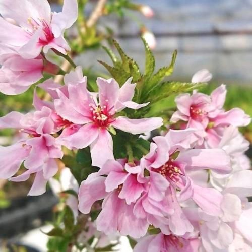 桜 苗木 招福桜 16 5cmプラ鉢 しょうふくざくら さくら 苗 サクラ ブルーベリーやクリスマスローズなど苗の通信販売はぐりーんべりぃ 桜 苗木 招福桜 16 5cmプラ鉢 しょうふくざくら さくら 苗 サクラ ブルーベリーやクリスマスローズなど苗の通信販売はぐりーんべりぃ