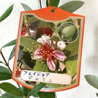 ե祢  ߥ 13.5cmݥå ե祢 