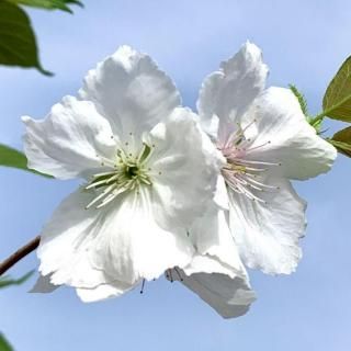 環美術織物 クリーム地錦毛威鎧縅桜六通柄袋 環美術織物 クリーム地錦毛威鎧縅桜六通柄袋 - メルカリ